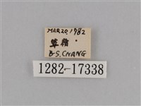 異紋紫斑蝶藏品圖，第3張