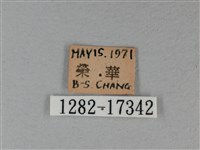 白裳貓蛺蝶藏品圖，第3張