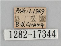圓翅紫斑蝶藏品圖，第3張