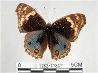 青眼蛺蝶、孔雀青蛺蝶藏品圖，第1張