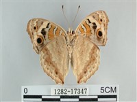 青眼蛺蝶、孔雀青蛺蝶藏品圖，第2張