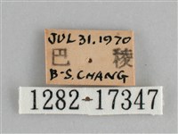 青眼蛺蝶、孔雀青蛺蝶藏品圖，第3張