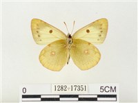 紋黃粉蝶藏品圖，第2張