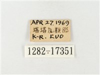 紋黃粉蝶藏品圖，第3張