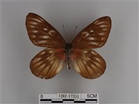 豔粉蝶藏品圖，第1張