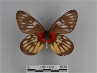 豔粉蝶藏品圖，第2張