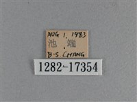 黃豹盛蛺蝶藏品圖，第3張