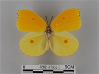 圓翅鉤粉蝶藏品圖，第1張