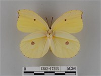 圓翅鉤粉蝶藏品圖，第2張