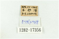 三斑虎灰蝶藏品圖，第3張
