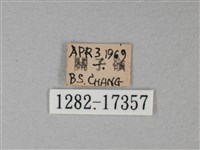 白裳貓蛺蝶藏品圖，第3張