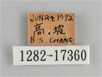 鱗紋眼蛺蝶藏品圖，第3張