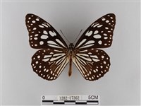 淡紋青斑蝶藏品圖，第1張