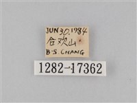 淡紋青斑蝶藏品圖，第3張