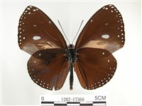 圓翅紫斑蝶藏品圖，第2張