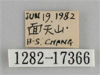 圓翅紫斑蝶藏品圖，第3張