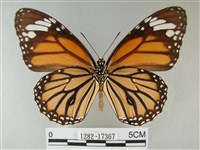 黑脈樺斑蝶藏品圖，第2張