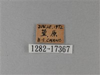 黑脈樺斑蝶藏品圖，第3張