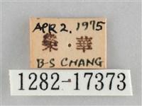 網絲蛺蝶、石牆蝶藏品圖，第3張