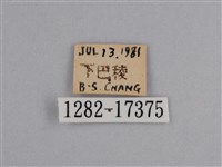 豔粉蝶藏品圖，第3張