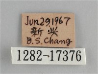 鱗紋眼蛺蝶藏品圖，第3張