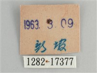 青眼蛺蝶、孔雀青蛺蝶藏品圖，第3張