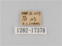 豆環蛺蝶藏品圖，第3張