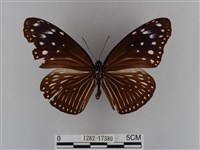 異紋紫斑蝶藏品圖，第1張