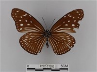 異紋紫斑蝶藏品圖，第2張