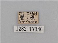 異紋紫斑蝶藏品圖，第3張