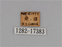圓翅鉤粉蝶藏品圖，第3張