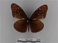 異紋紫斑蝶藏品圖，第2張