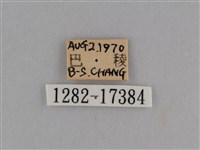 異紋紫斑蝶藏品圖，第3張