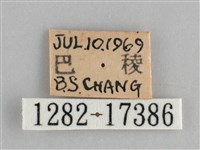 青眼蛺蝶、孔雀青蛺蝶藏品圖，第3張