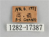 鱗紋眼蛺蝶藏品圖，第3張