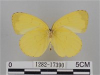 亮色黃蝶藏品圖，第2張