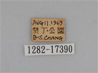 亮色黃蝶藏品圖，第3張