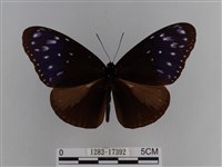 異紋紫斑蝶藏品圖，第1張