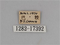 異紋紫斑蝶藏品圖，第3張