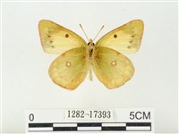 紋黃粉蝶藏品圖，第2張