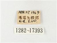 紋黃粉蝶藏品圖，第3張