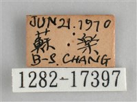 細帶環蛺蝶藏品圖，第3張