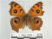 眼蛺蝶、孔雀蛺蝶藏品圖，第1張