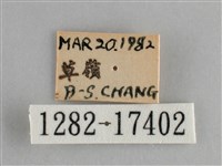 眼蛺蝶、孔雀蛺蝶藏品圖，第3張