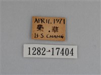 豔粉蝶藏品圖，第3張