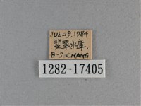 黃豹盛蛺蝶藏品圖，第3張