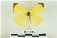 北黃蝶藏品圖，第1張