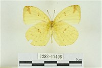 北黃蝶藏品圖，第2張