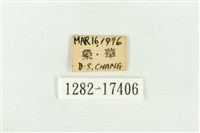 北黃蝶藏品圖，第3張