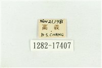 北黃蝶藏品圖，第3張